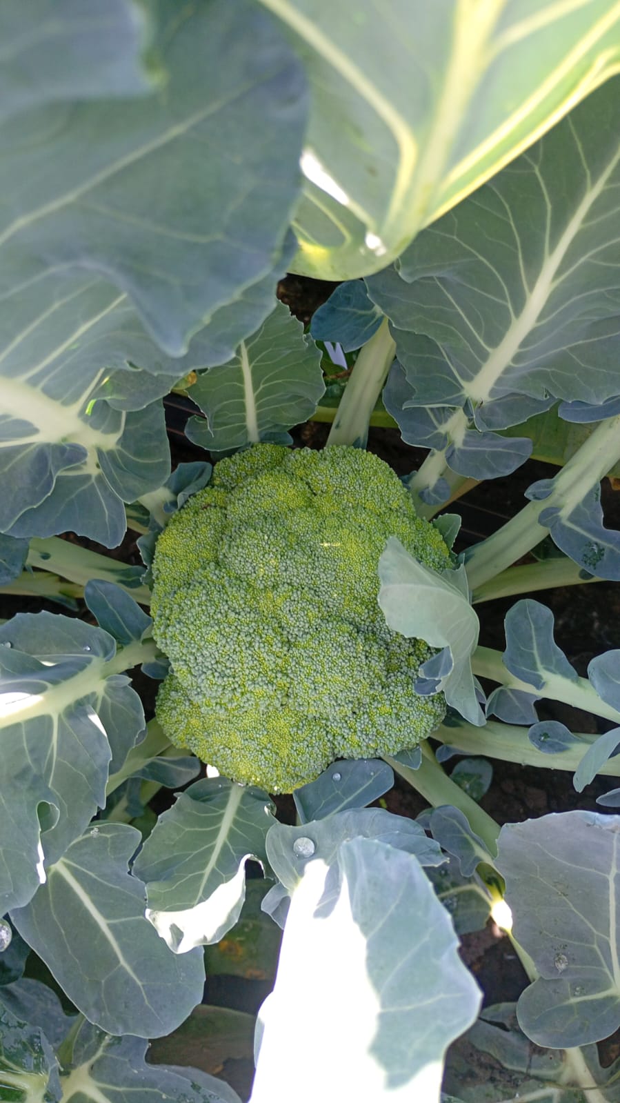 Harvest